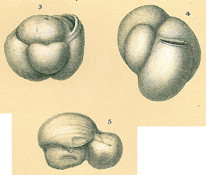Flintinoides labiosa Flintinoides labiosa