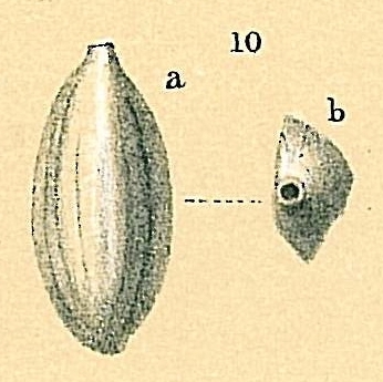Massilina amygdaloides Massilina amygdaloides