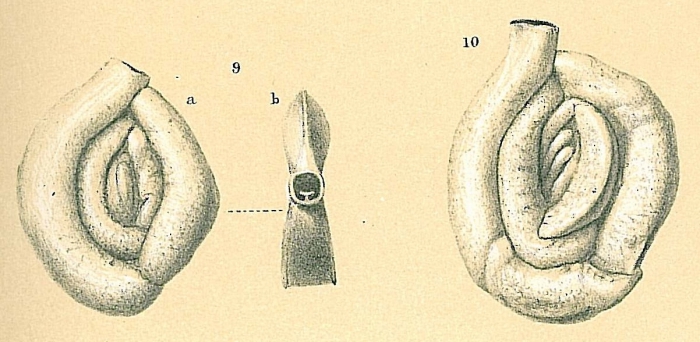Massilina carinata Massilina carinata