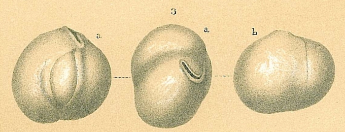 Miliolinella heligmateira Loeblich &amp; Tappan, 1994 [Miliolinella subrotunda sensu Jones (1994)]