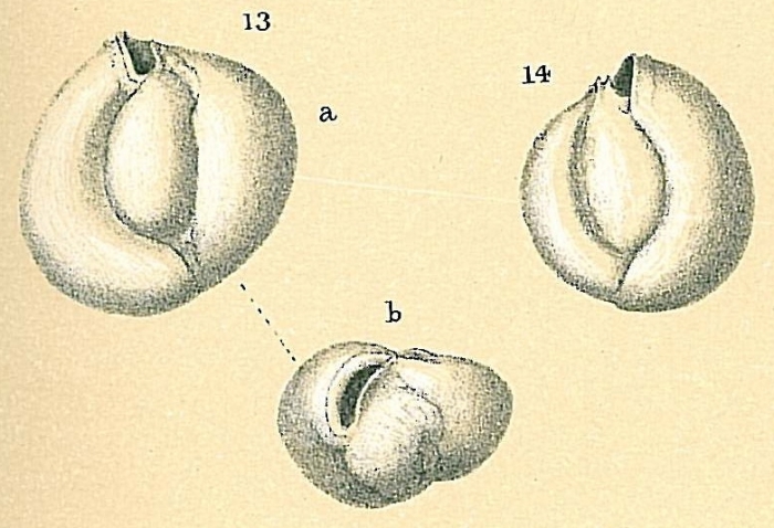 Miliolinella heligmateira Loeblich &amp; Tappan, 1994 [Miliolinella subrotunda sensu Jones (1994)]