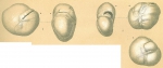 Planispirinoides bucculentus var. placentiformis