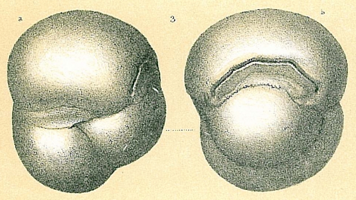 Planispirinoides bucculentus Planispirinoides bucculentus