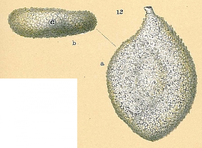 Proemassilina arenaria Proemassilina arenaria
