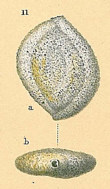 Proemassilina sp.nov. Proemassilina sp.nov.