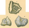 Pseudoflintina triquetra, author: Tomas Cedhagen