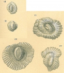 Pseudohauerina orientalis