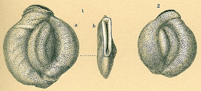 Pseudomassilina australis Pseudomassilina australis