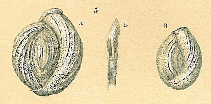 Pseudomassilina macilenta Pseudomassilina macilenta