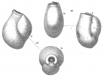Pseudotriloculina cyclostoma