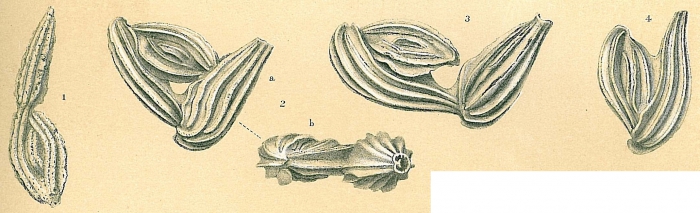 Ptychomiliola separans Ptychomiliola separans