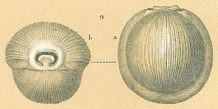 Pyrgo comata Pyrgo comata