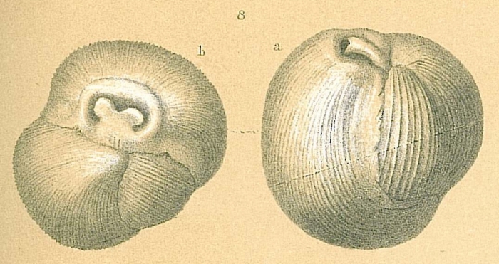 Triloculina insignis (Brady, 1881) Triloculina insignis (Brady, 1881)