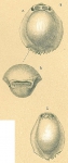Pyrgo denticulata