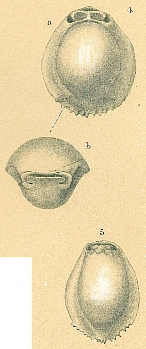 Pyrgo denticulata Pyrgo denticulata