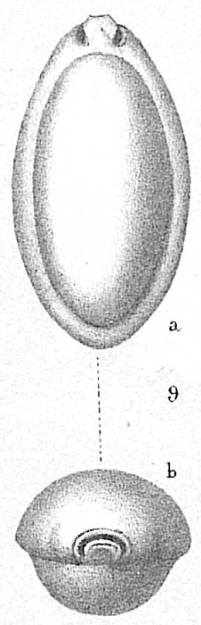 Pyrgo elongata Pyrgo elongata