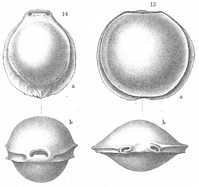 Pyrgo laevis Pyrgo laevis