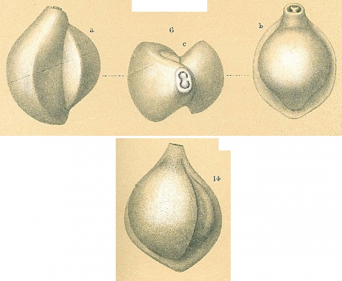 Pyrgo lucernula Pyrgo lucernula