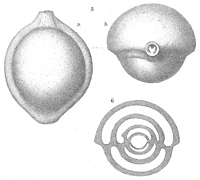 Pyrgo lucernula Pyrgo lucernula