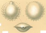 Pyrgo serrata