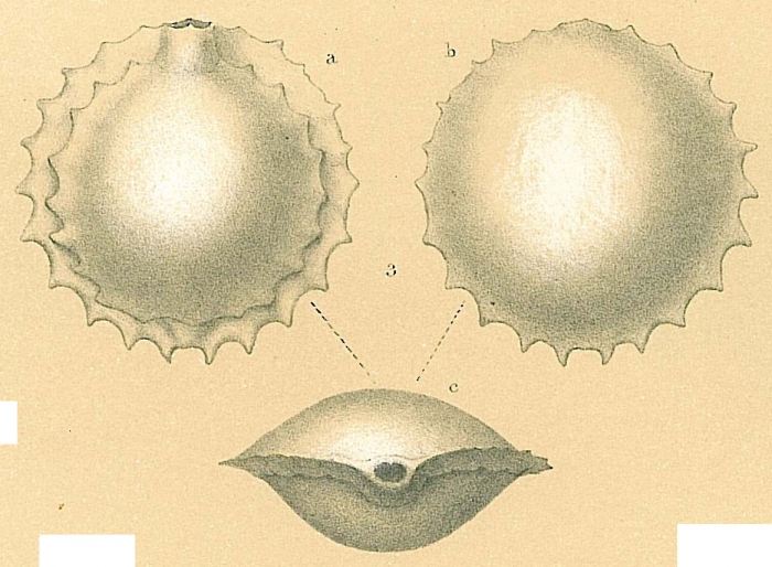 Pyrgo serrata