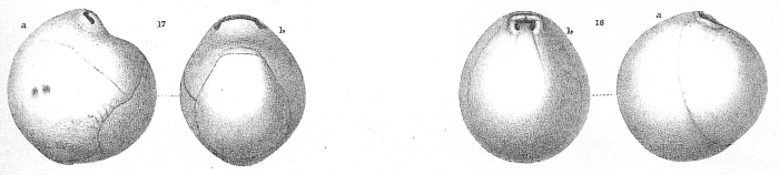 Pyrgoella irregularis Pyrgoella irregularis