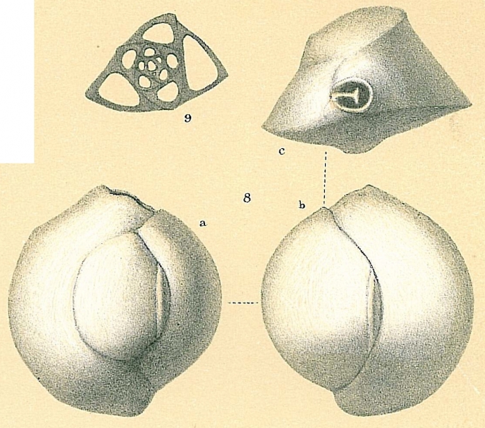 Quinqueloculina auberiana Quinqueloculina auberiana