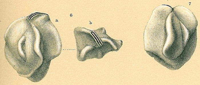 Quinqueloculina bradyana Quinqueloculina bradyana