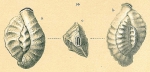 Quinqueloculina parkeri