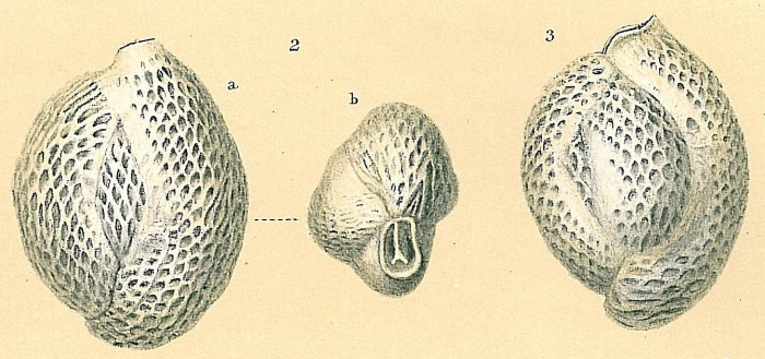 Quinqueloculina pseudoreticulata Quinqueloculina pseudoreticulata