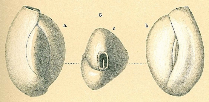 Quinqueloculina seminulum Quinqueloculina seminulum