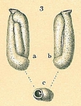Quinqueloculina tropicalis