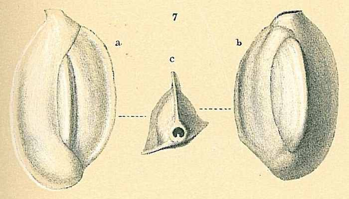 Quinqueloculina venusta Quinqueloculina venusta