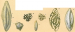 Schlumbergerina alveoliniformis