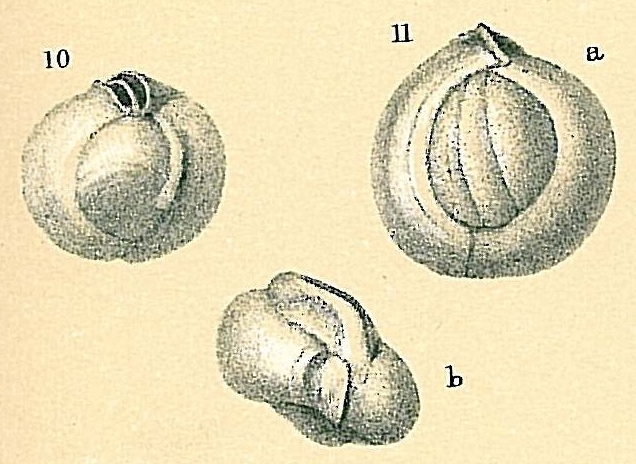 Sigmamiliolinella australis Sigmamiliolinella australis