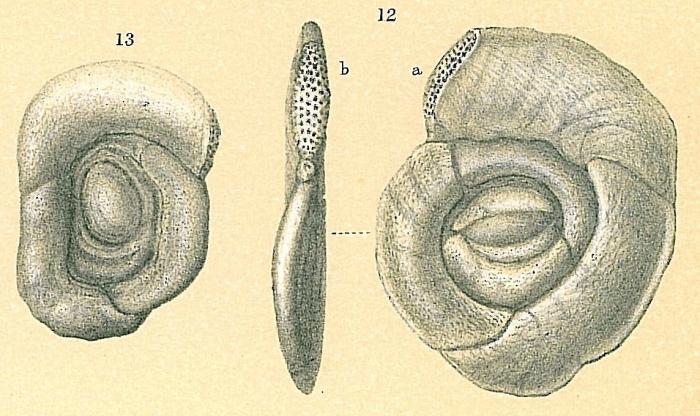 Sigmoihauerina bradyi Sigmoihauerina bradyi