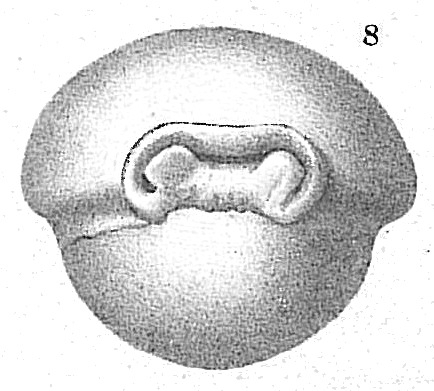 Sigmopyrgo vespertilio Sigmopyrgo vespertilio