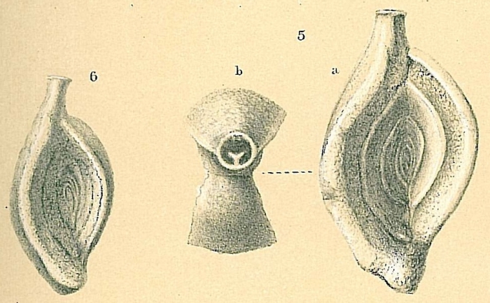 Spiroloculina subimpressa Spiroloculina subimpressa