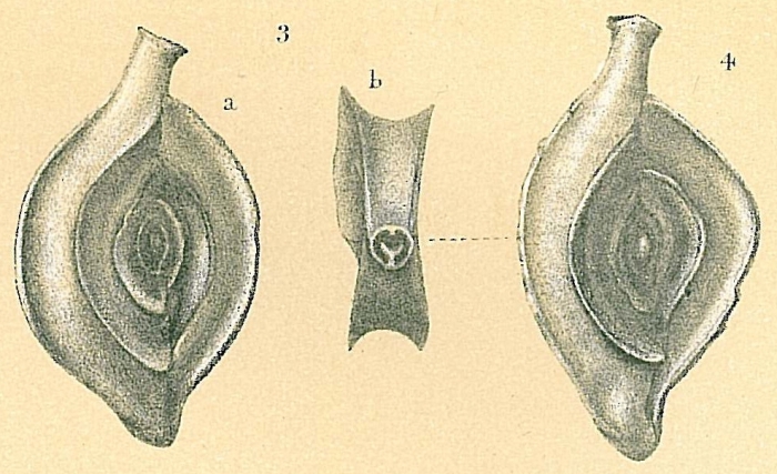 Spiroloculina communis Spiroloculina communis