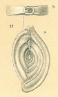 Spiroloculina depressa