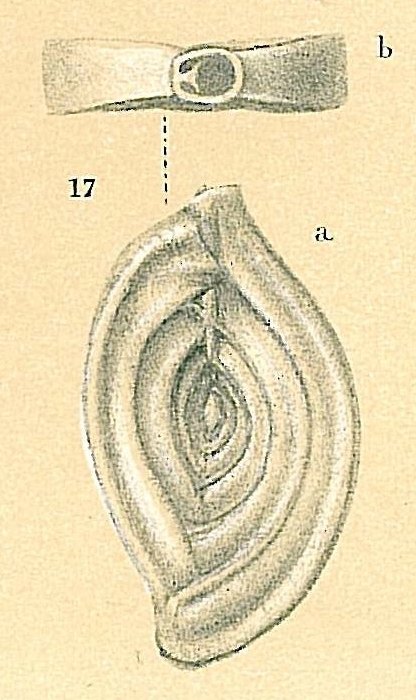 Spiroloculina depressa Spiroloculina depressa