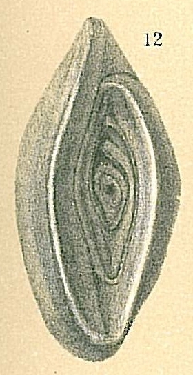 Spiroloculina elevata Spiroloculina elevata