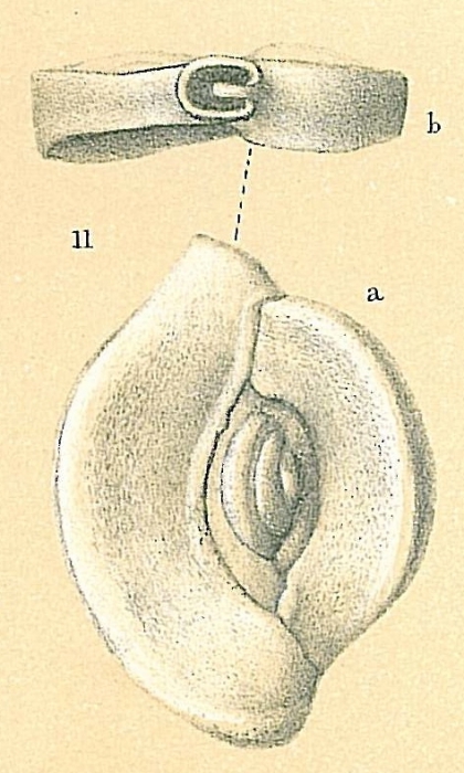 Spiroloculina henbesti Spiroloculina henbesti