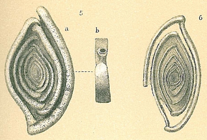 Spiroloculina tenuiseptata Spiroloculina tenuiseptata