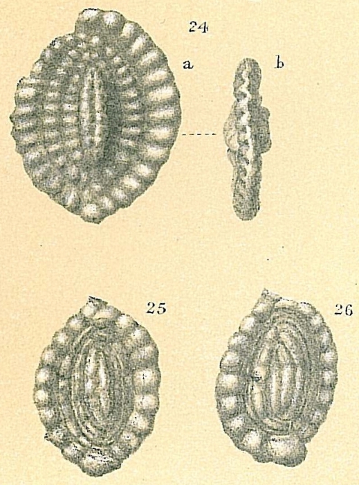 Spirosigmoilina bradyi Spirosigmoilina bradyi