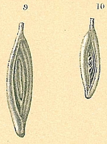 Spirosigmoilina pusilla Spirosigmoilina pusilla