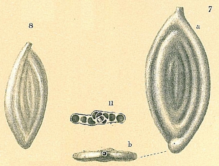 Spirosigmoilina tenuis Spirosigmoilina tenuis