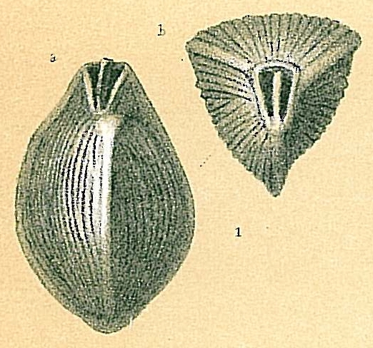 Triloculina terquemiana Triloculina terquemiana