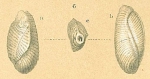 Triloculina transversestriata