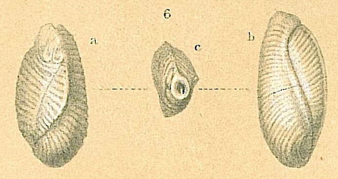 Triloculina transversestriata Triloculina transversestriata